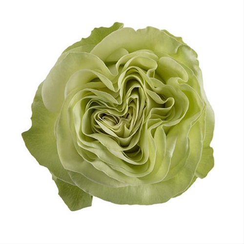 Rose Green Wasabi Standard Rose Roses Flowers by category
